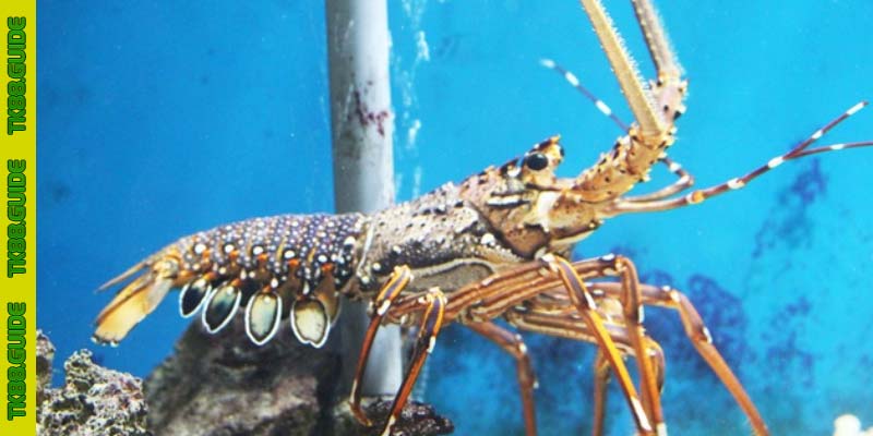Giải Mã Giấc Mơ Thấy Tôm Hùm: Điềm Báo May Mắn Hay Rủi Ro? 3 Các Trường Hợp Giấc Mơ Thấy Tôm Hùm Thường Gặp