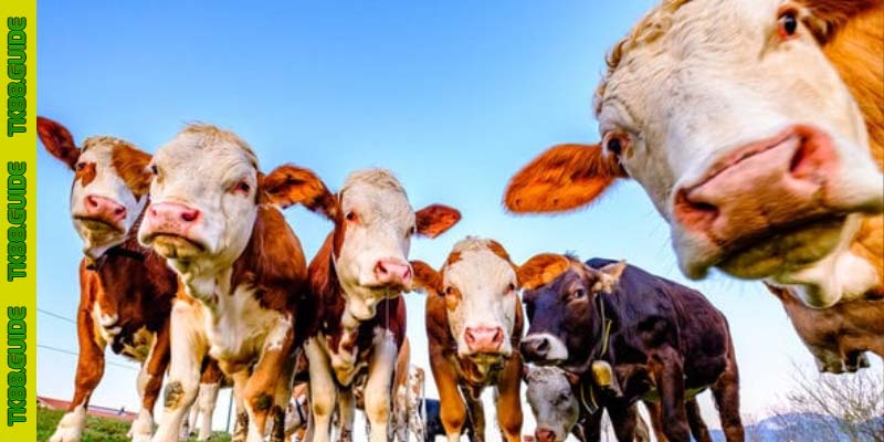 Mơ thấy đàn bò điềm lành hay dữ