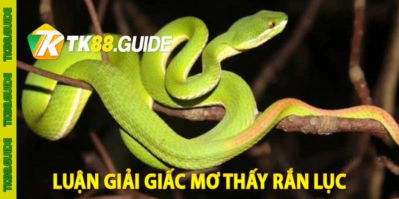 luận giải giấc mơ thấy rắn lục