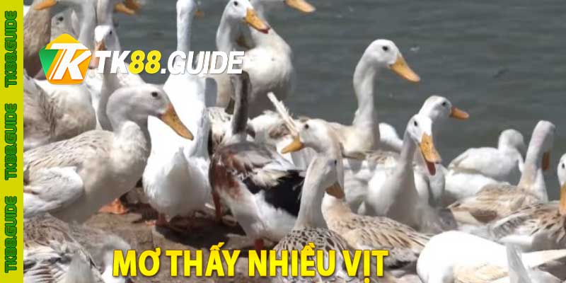 mơ thấy nhiều vịt